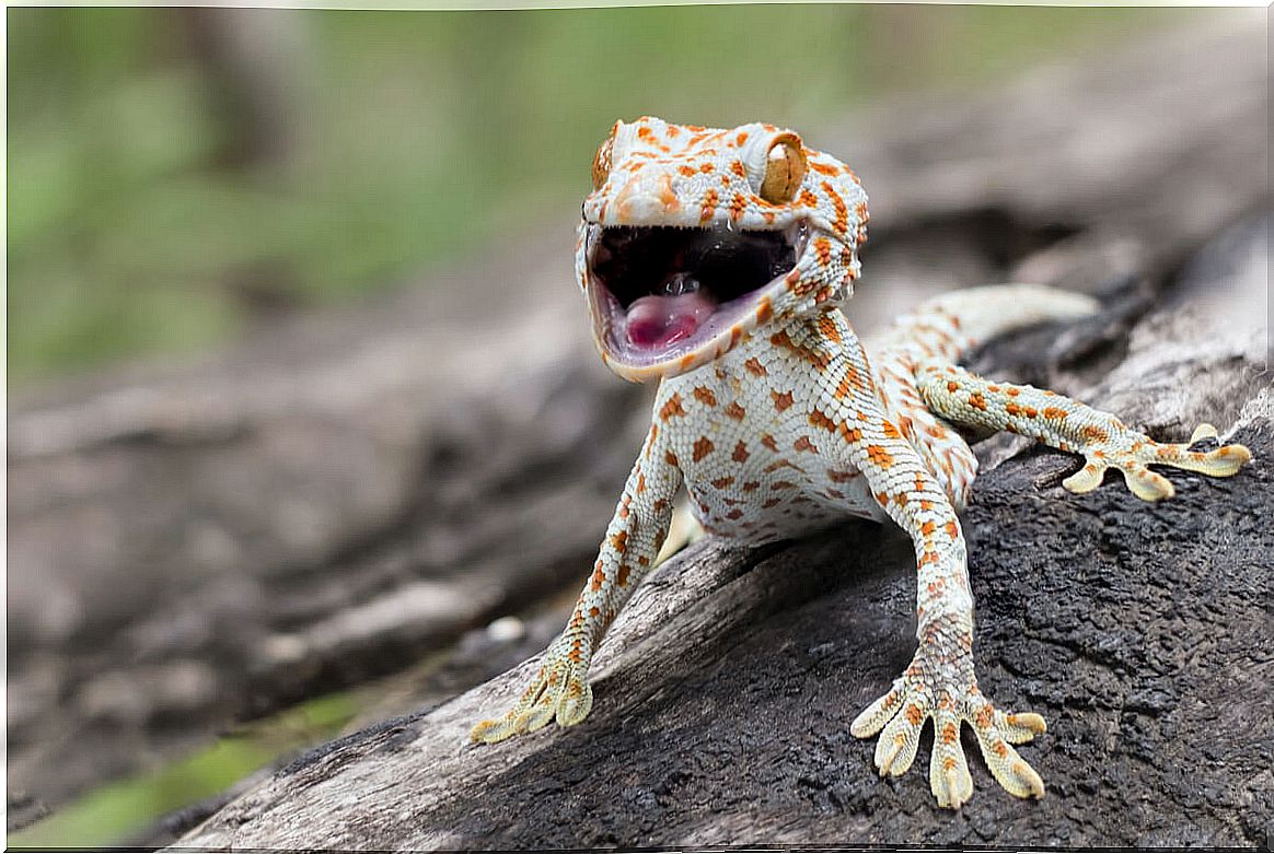 Tokay gecko: the grumpiest reptile in the animal kingdom