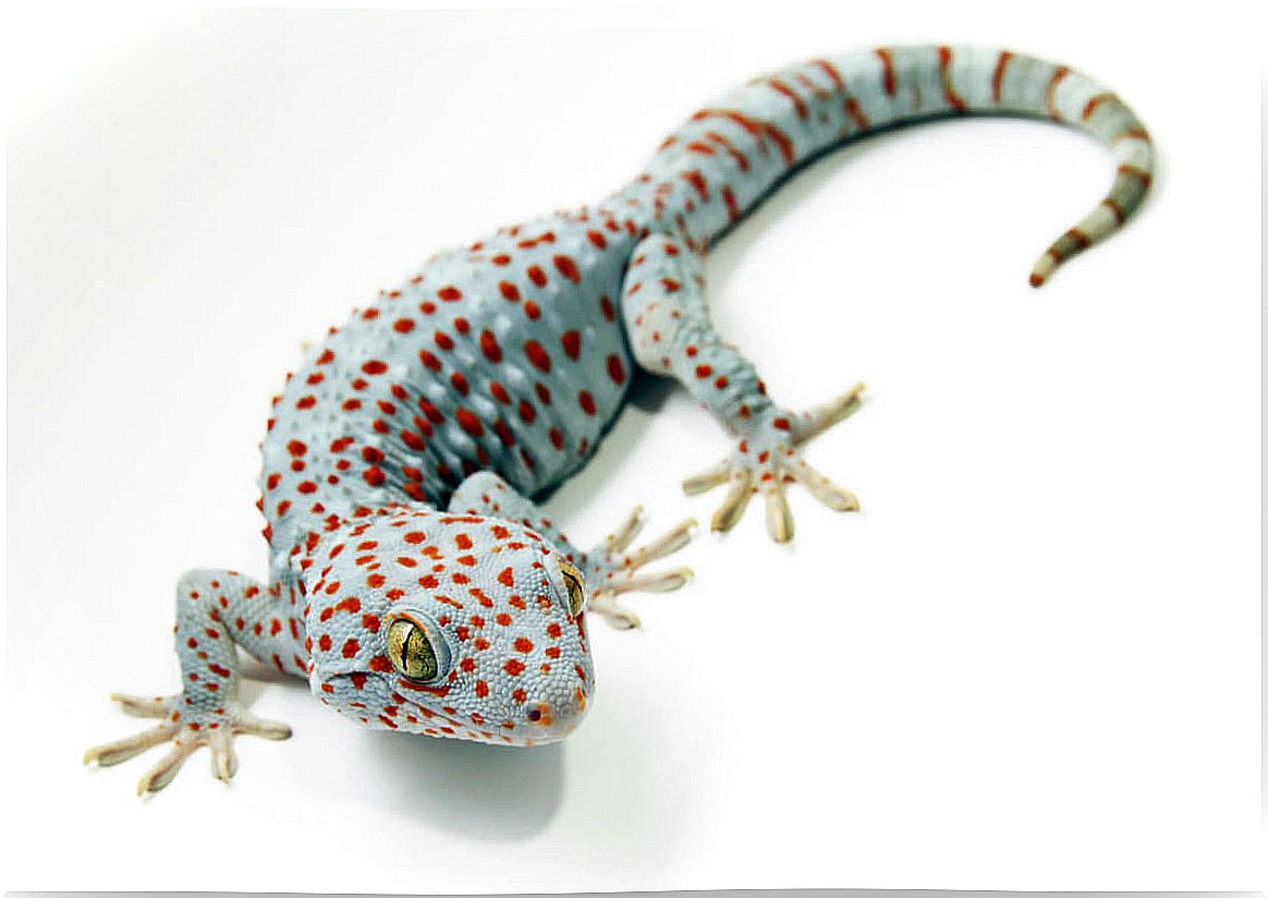 A tokay gecko on white background