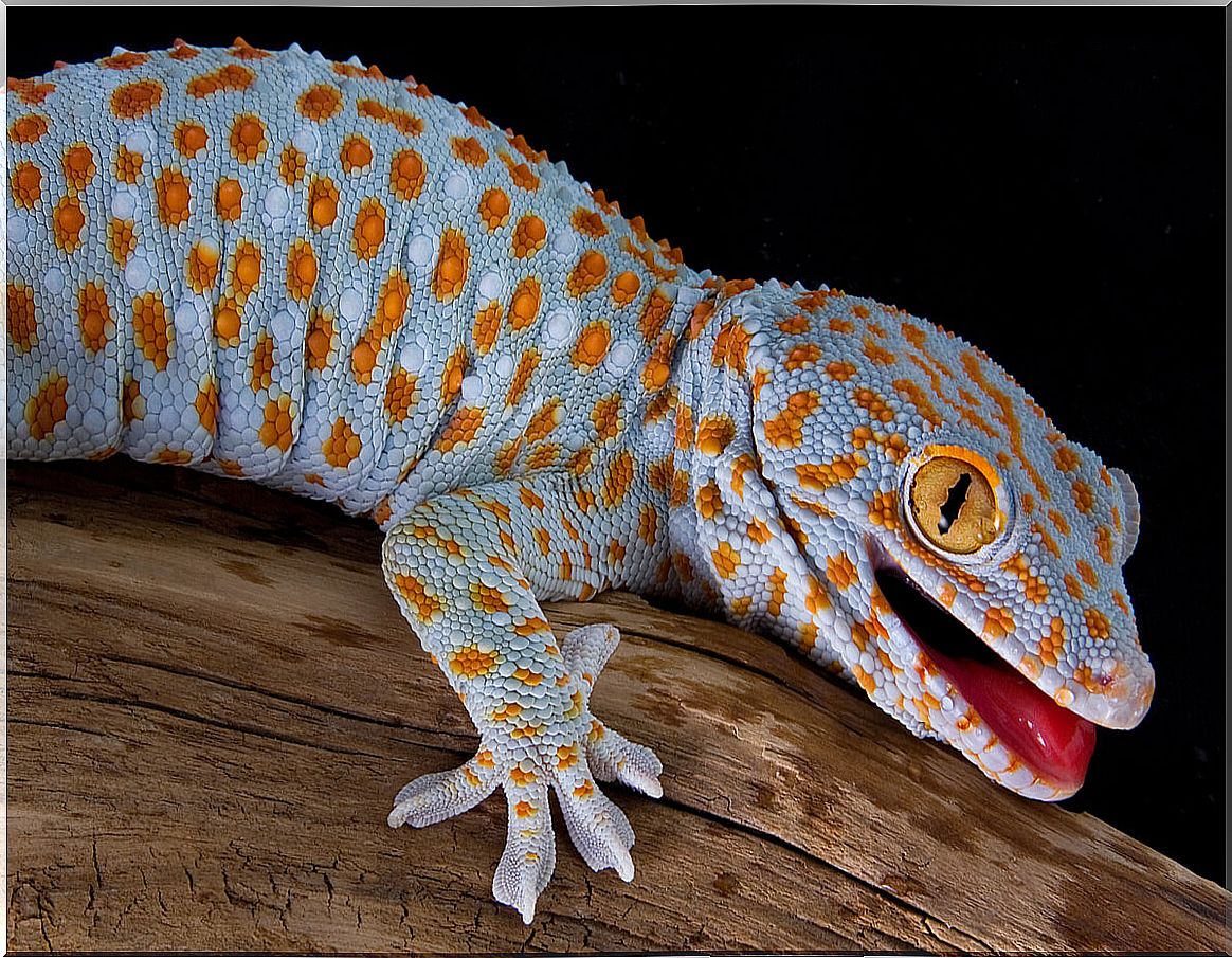 A tokay gecko in a threatening position.