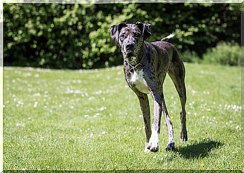 Great Dane Dog