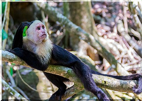 Capuchin monkey