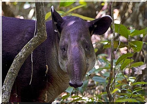 Baird's Tapir or Central American