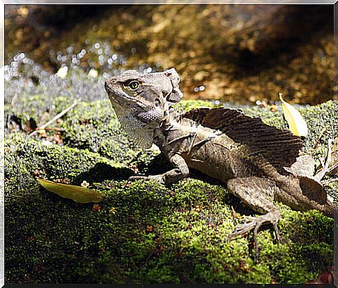 Garrobo iguana