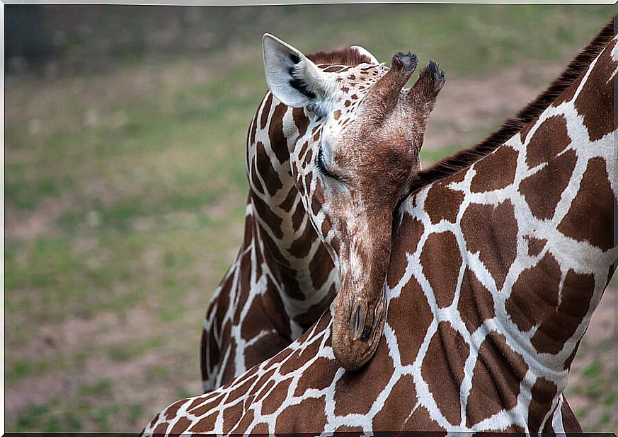 Giraffe: characteristics, behavior and habitat