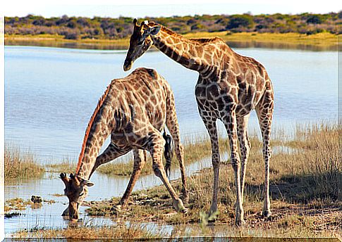 Two giraffes drinking at the river