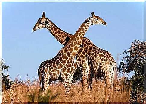 Giraffes in the African savanna.