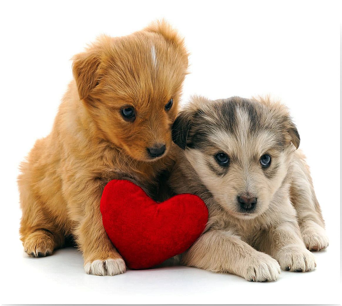 Giving a dog for Valentine's Day: is it a good idea?