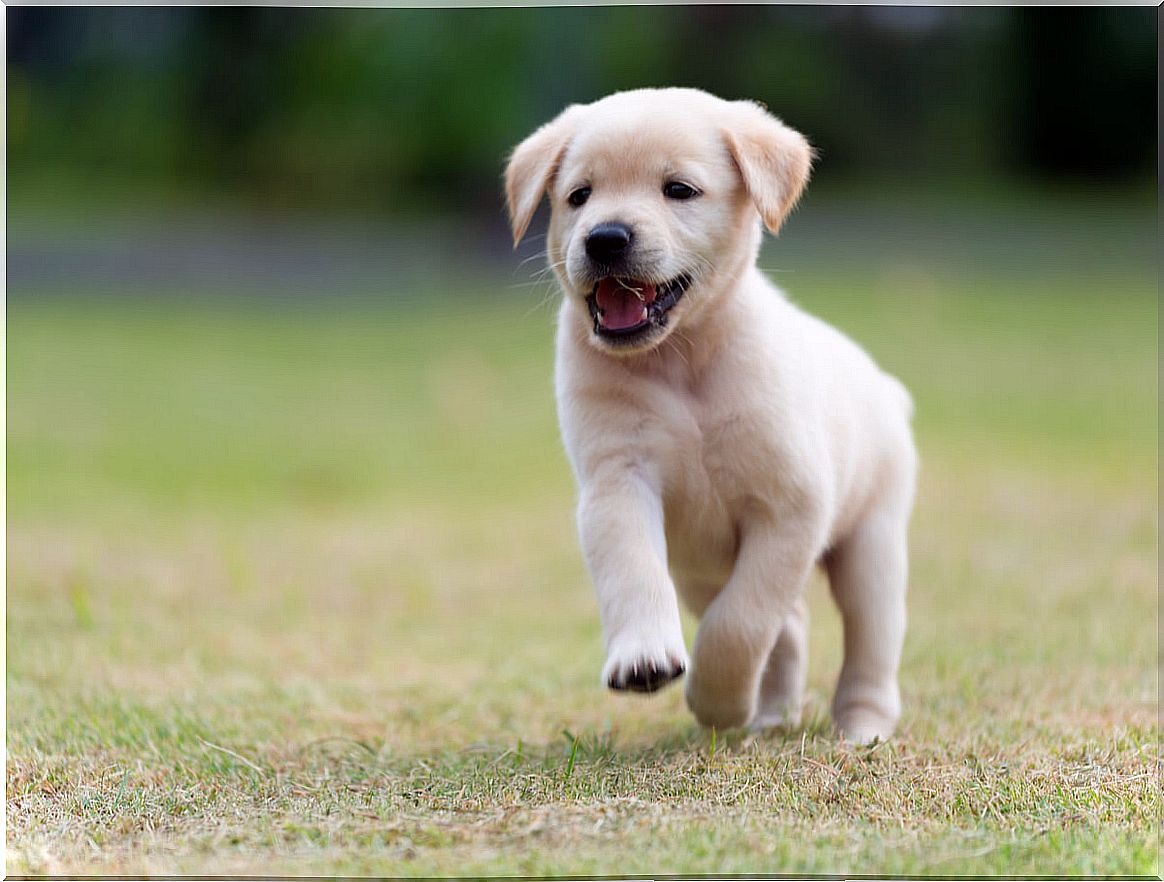 A puppy playing in the park