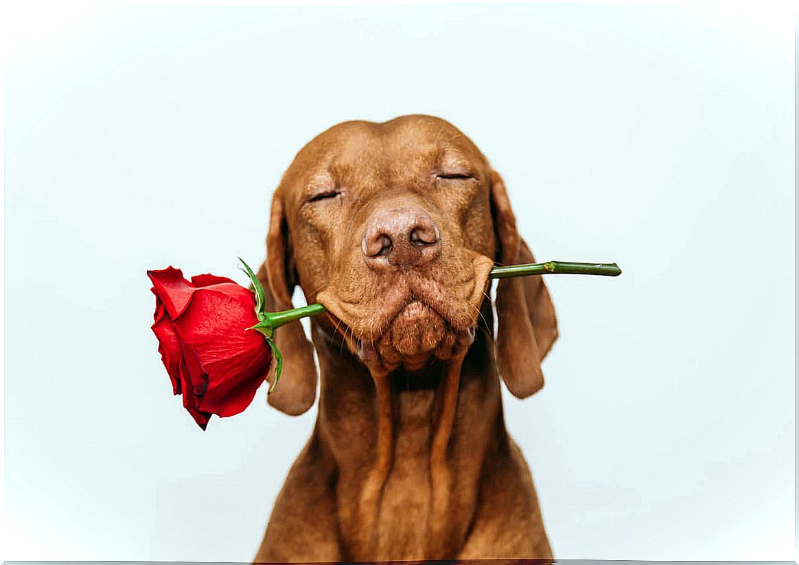 A dog with a rose in his mouth