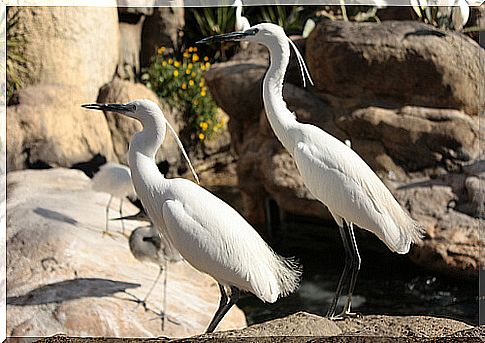 Gray heron: characteristics, behavior and habitat