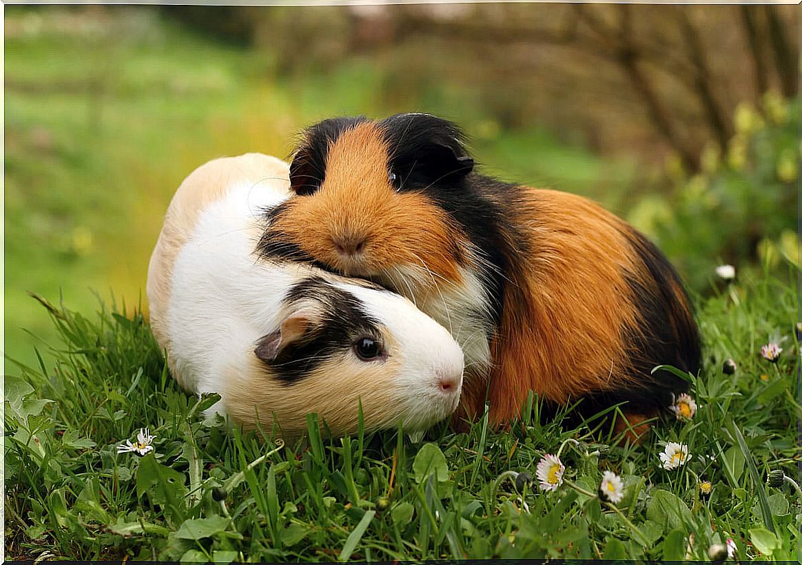 Guinea pigs: breeds and care