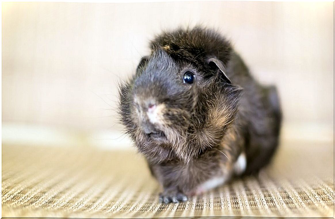 One of the types of guinea pigs.