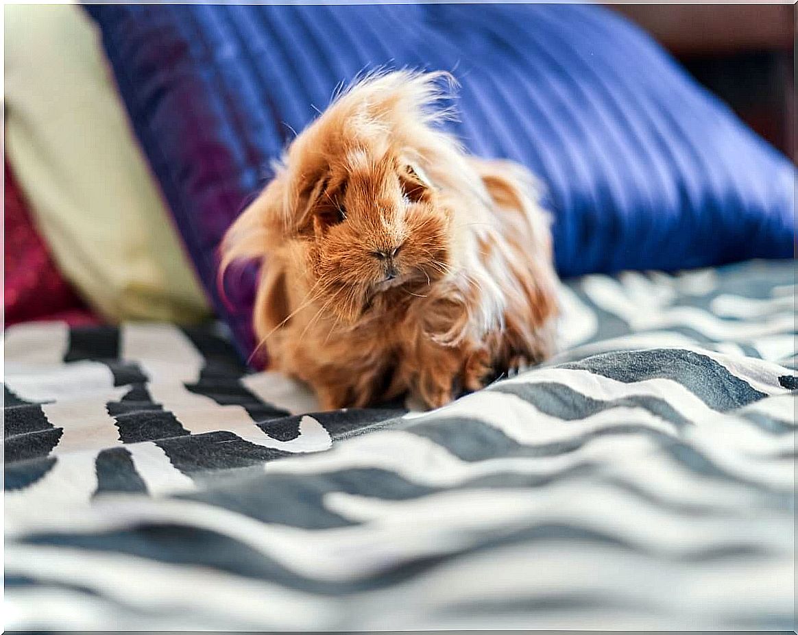 The hairstyle of a coronet guinea pig.