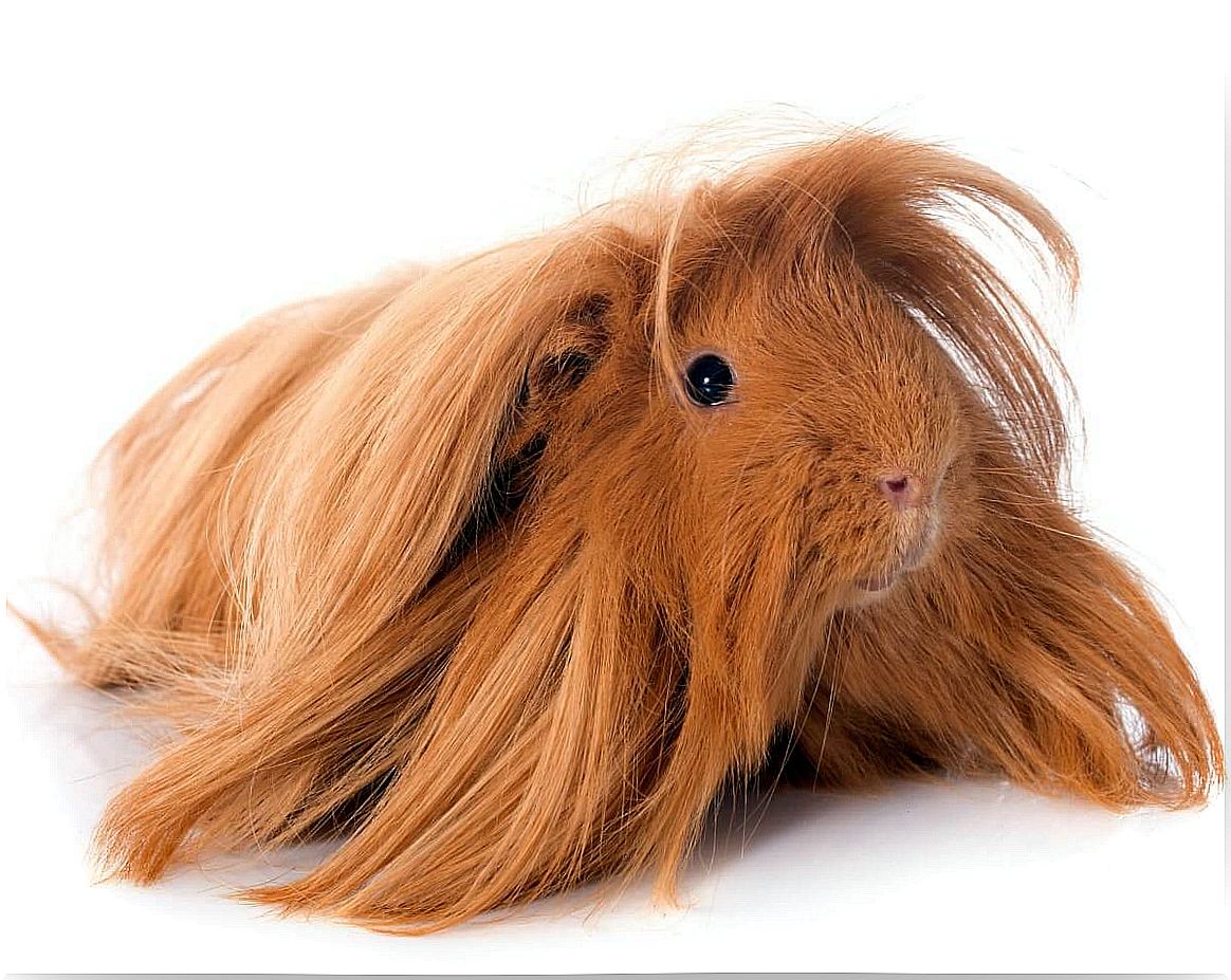 One of the Peruvian guinea pigs.