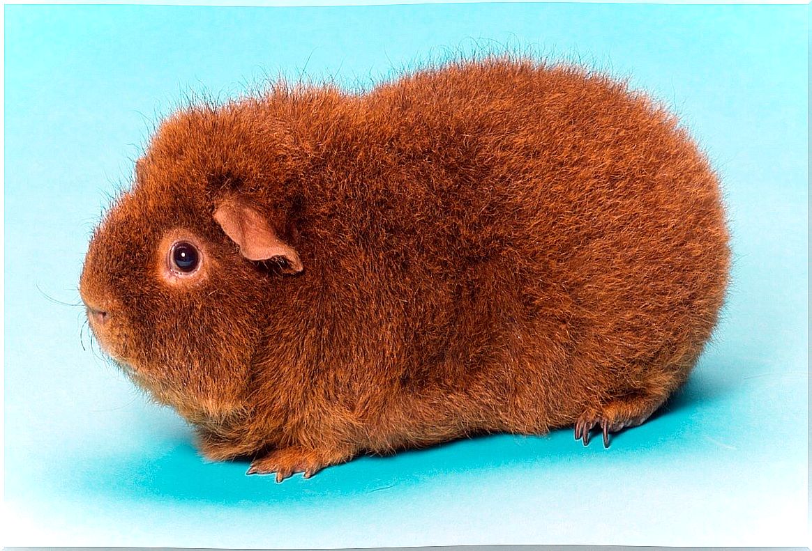 One of the rex guinea pigs.