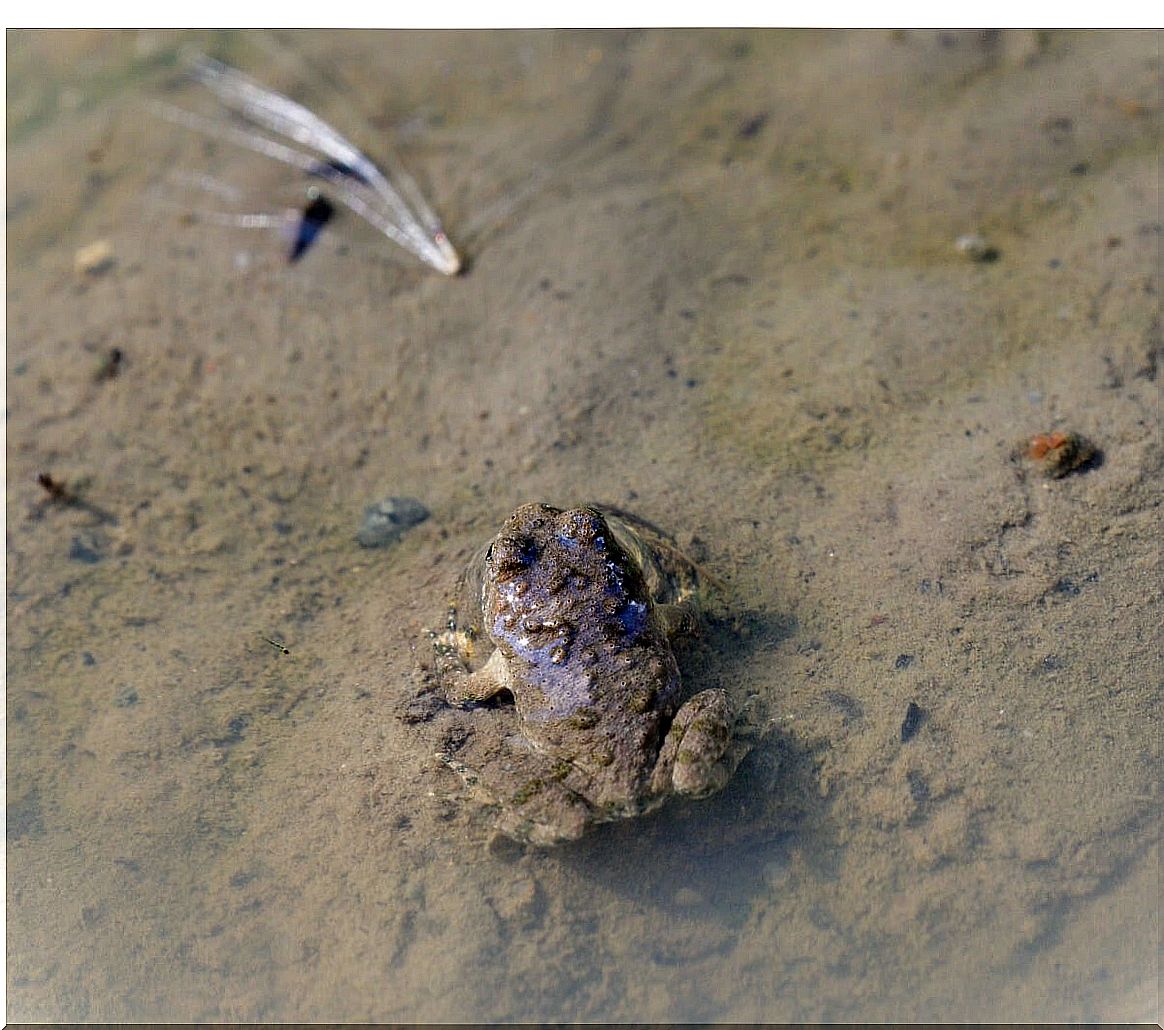 Hall's frog, a rediscovered species