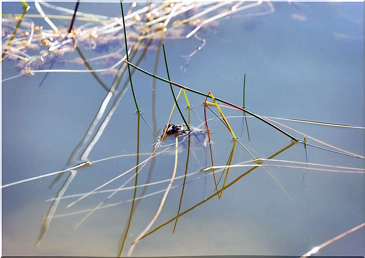 A frog in a pond.