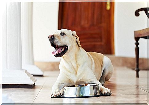 Homemade diet for dogs: discover the most recommended foods