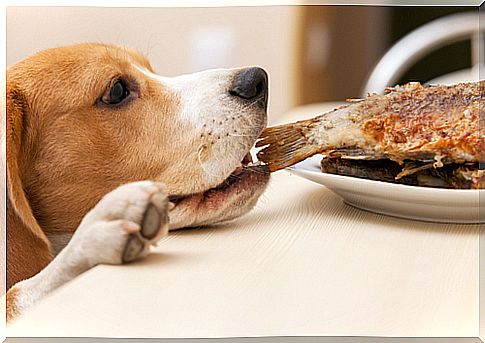 perro roba comida