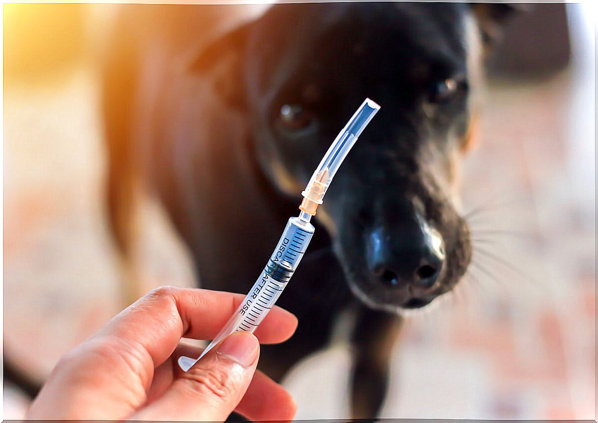 Controlling outbreaks of rabies is essential in animals.