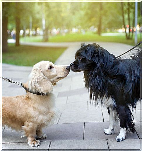 Dogs recognize each other