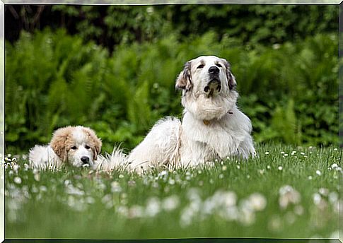 Puppy with its canine mother