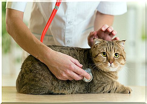 How to choose a vet for my pet?