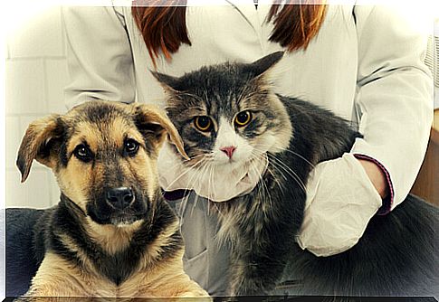 dog cat veterinarian