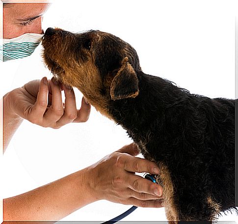 dog and vet