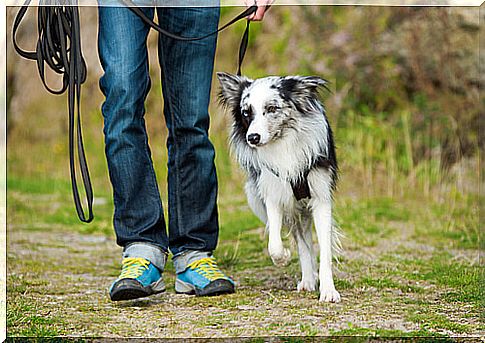 dog and man walking