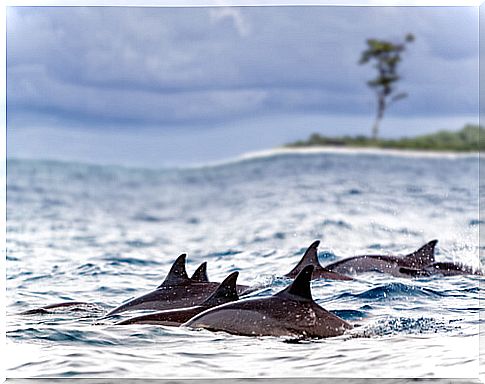 Dolphins swimming