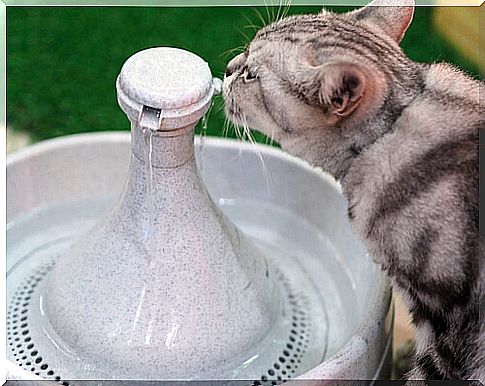 How does the cat's water fountain work?