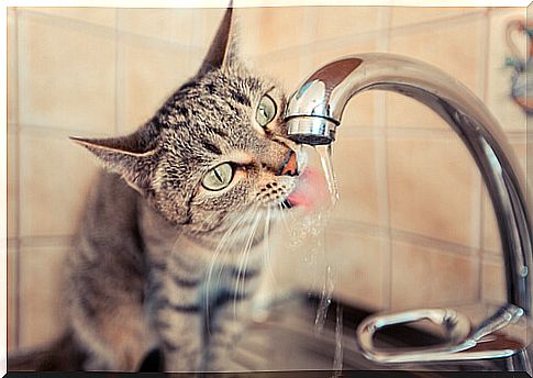 Drinking water in cats