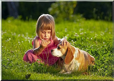 beagle con niño