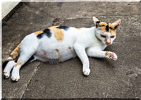 pregnant cat 2