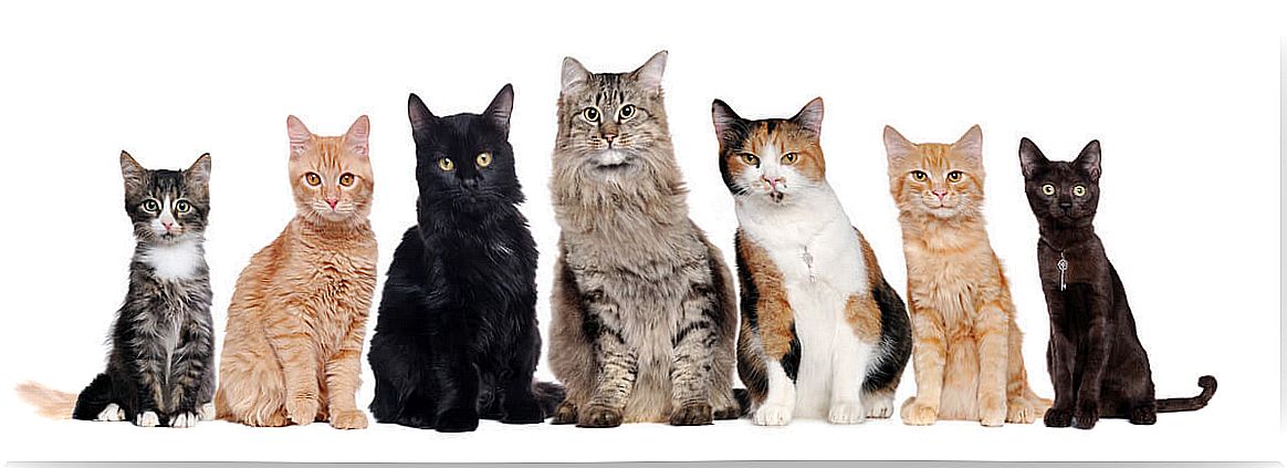 How many breeds of cats are there?