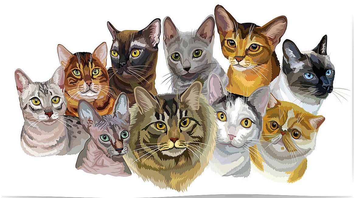 Drawing about cat breeds.