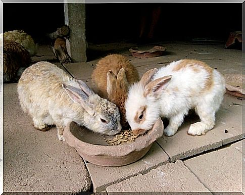 How much and when should a rabbit eat?