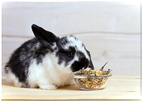 Rabbit feeding