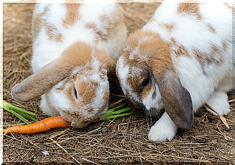 Rabbits eat carrot