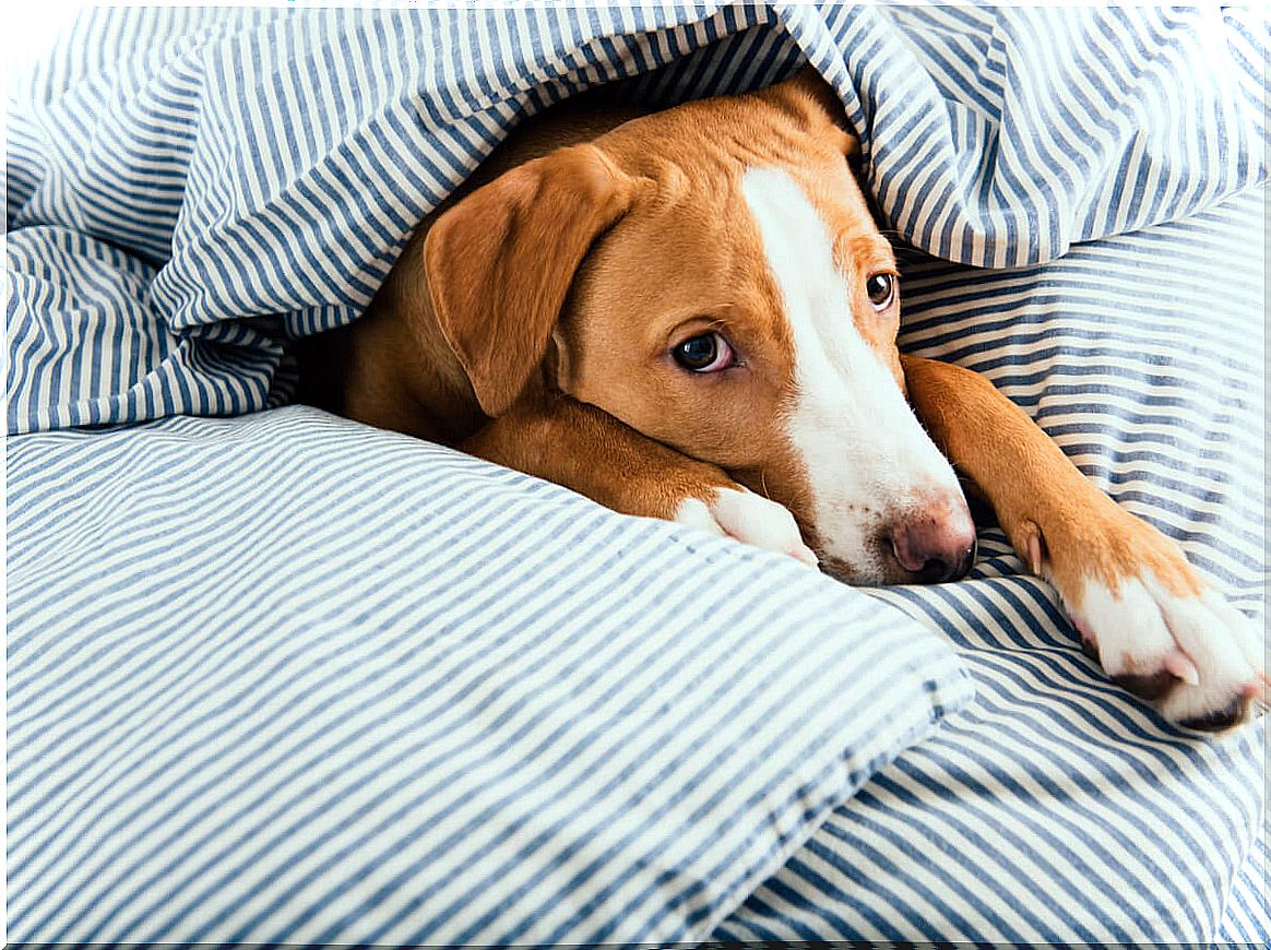 How to care for a dog with cancer.