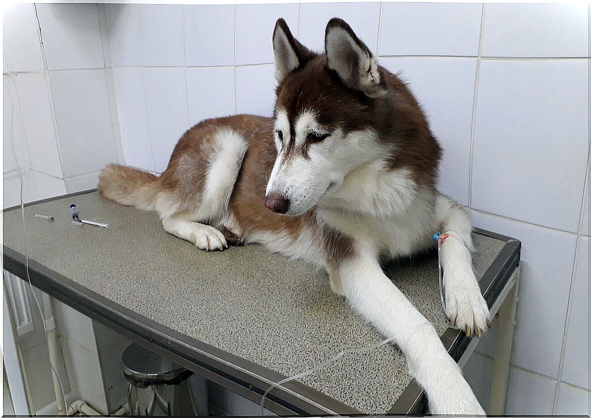 A sick husky on a stretcher.