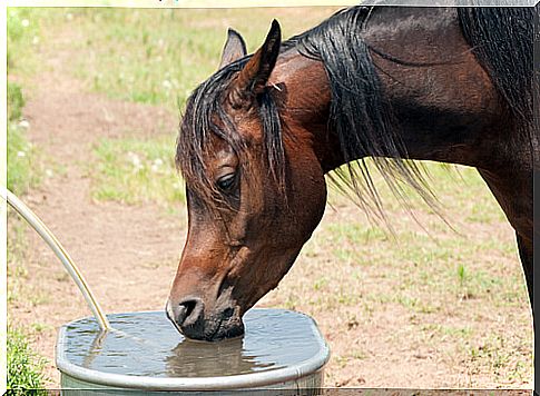 Horse drinking water