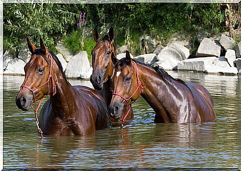 Horses hydrating