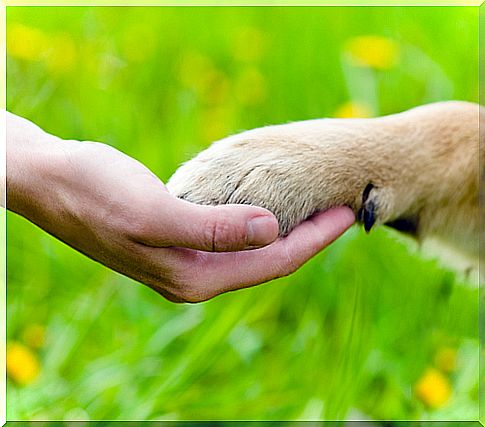 How to cut your dog's dewclaws