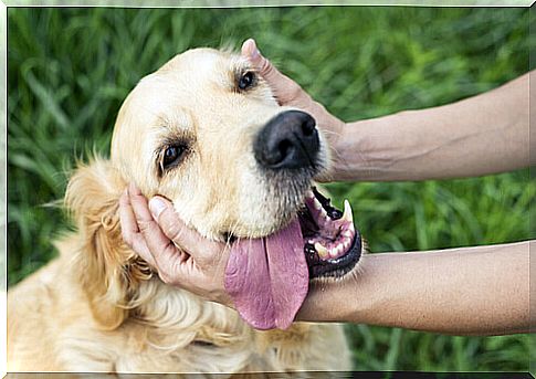 Ttouch technique, stroking a dog