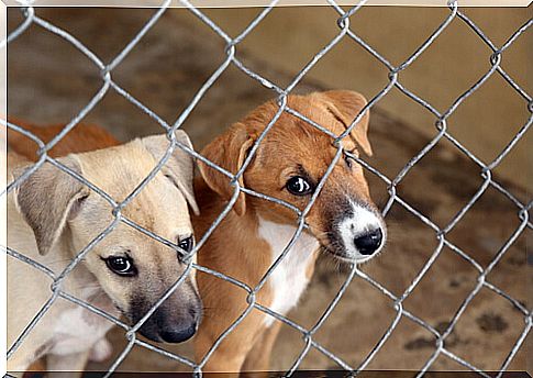 dogs in shelter