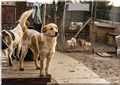 dog shelter