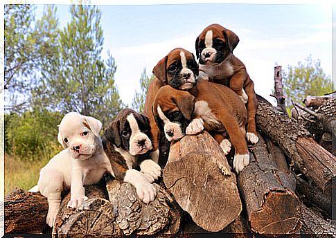 Boxer puppies