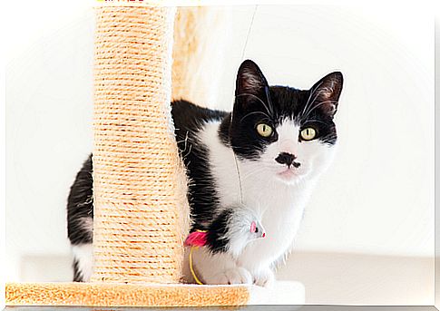 How to make a cat scratcher